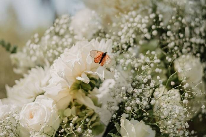 Adeniyis' wedding