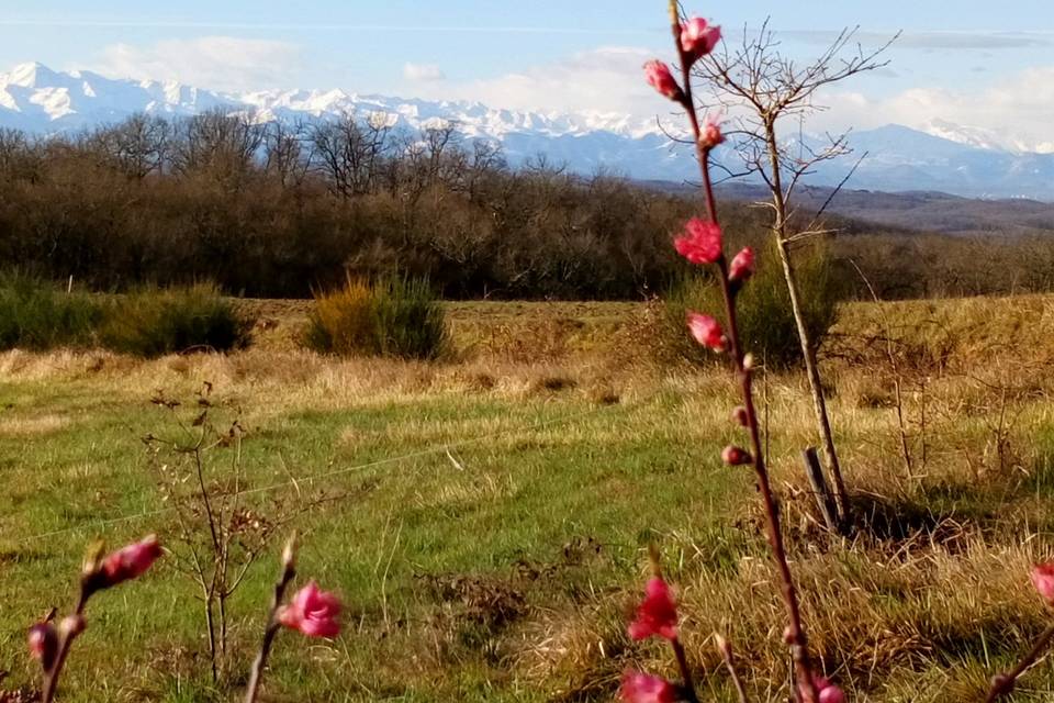 Vue sur les Pyrénées