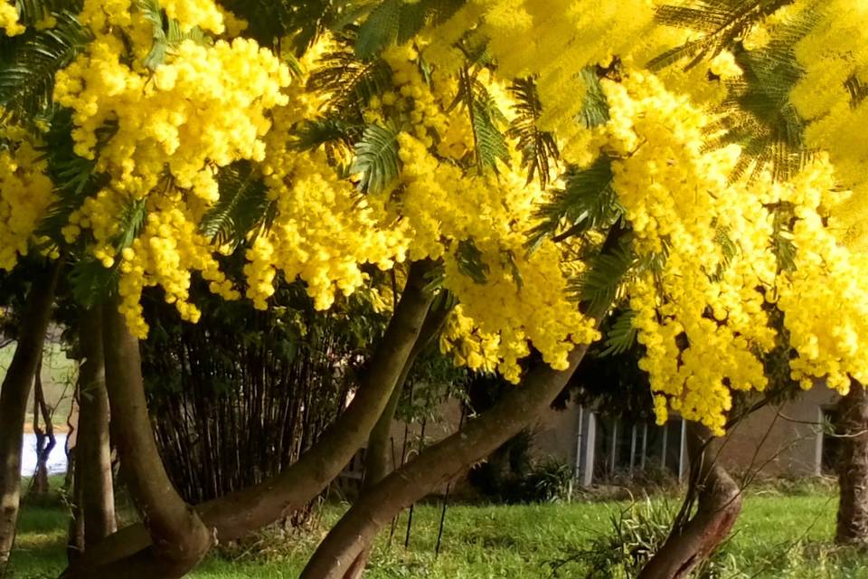 Mimosa de février