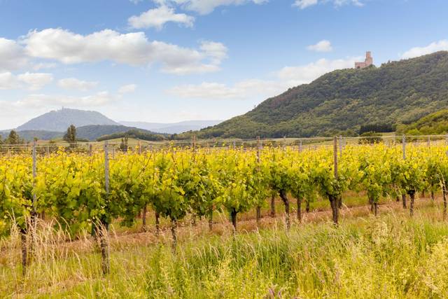 Vignes