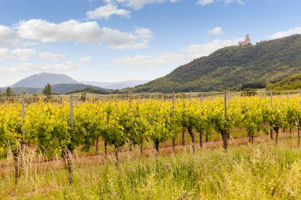 Vignes