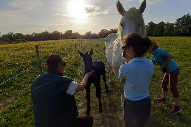 Les Attelages de la Dombes