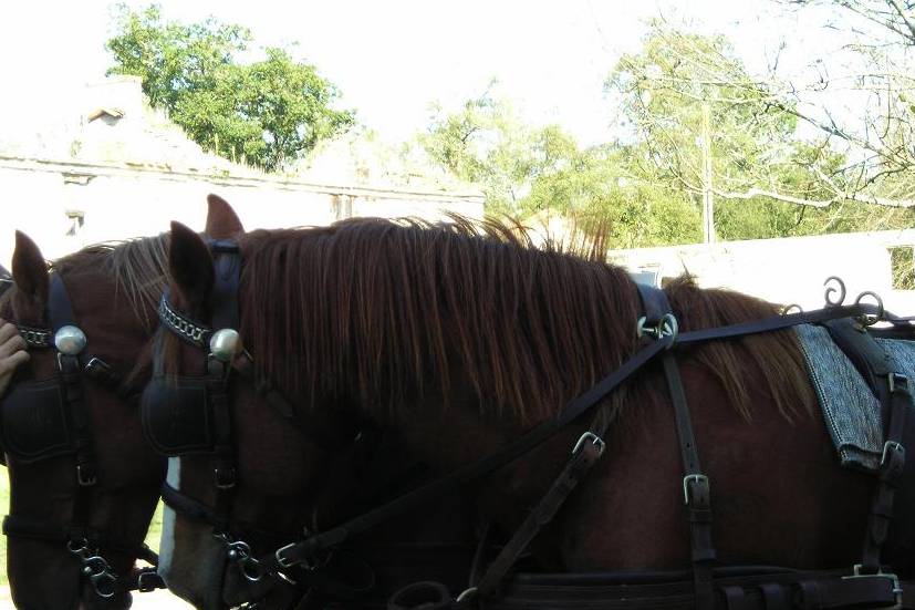 Un mariage avec des chevaux