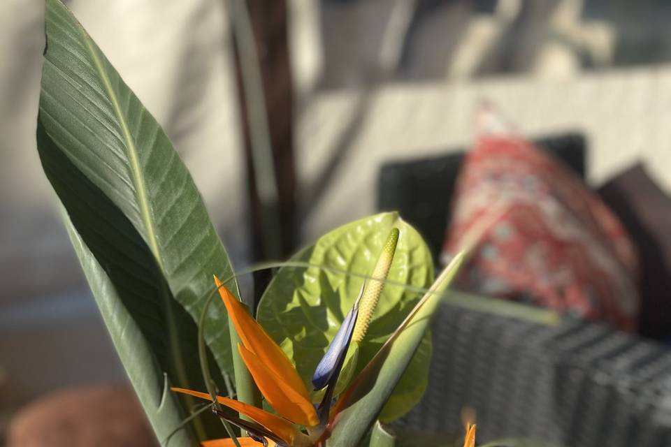 Anthurium et oiseau paradis