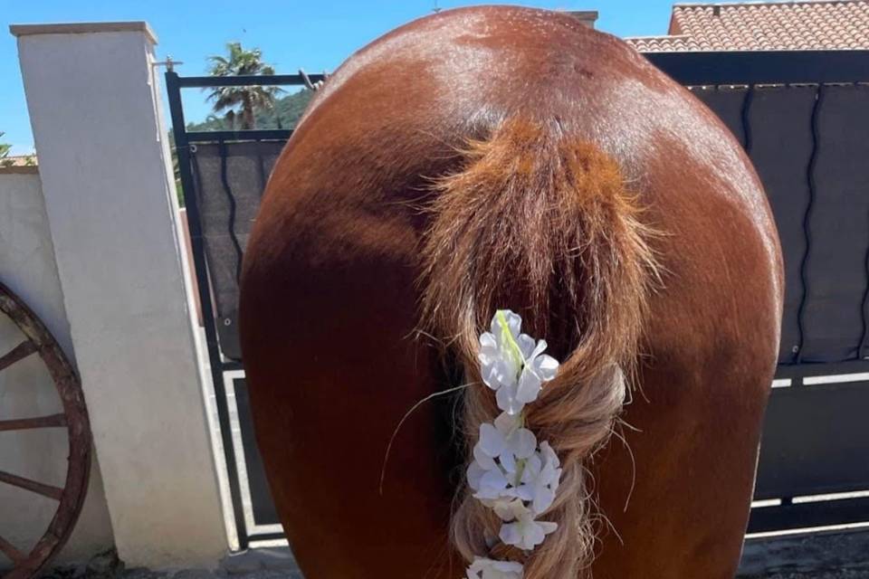 Mise en beauté cheval mariée