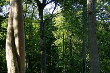 Parc boisé du clos