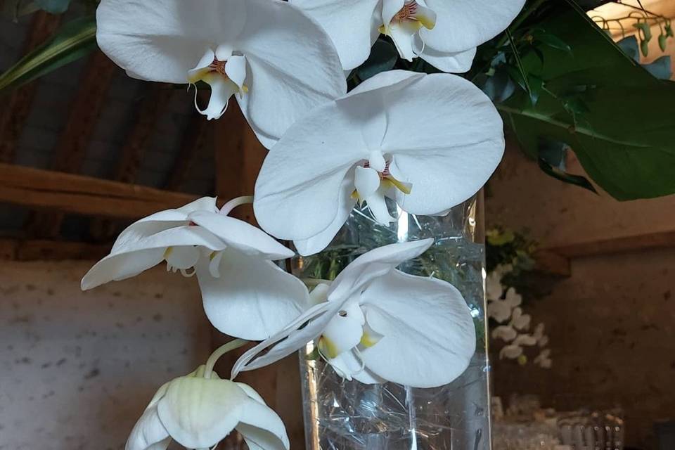 Orchidée