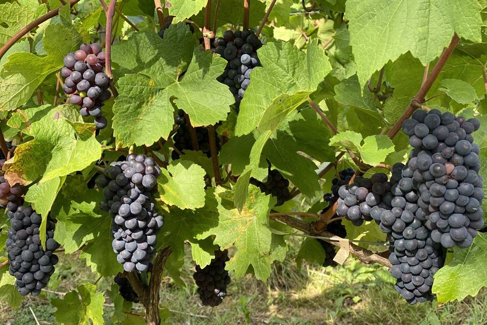 Nos vignes à Saint Longis