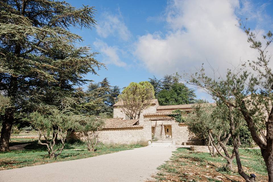 L'allée d'oliviers