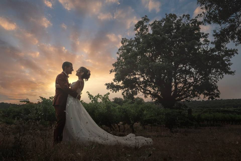 Vignes
