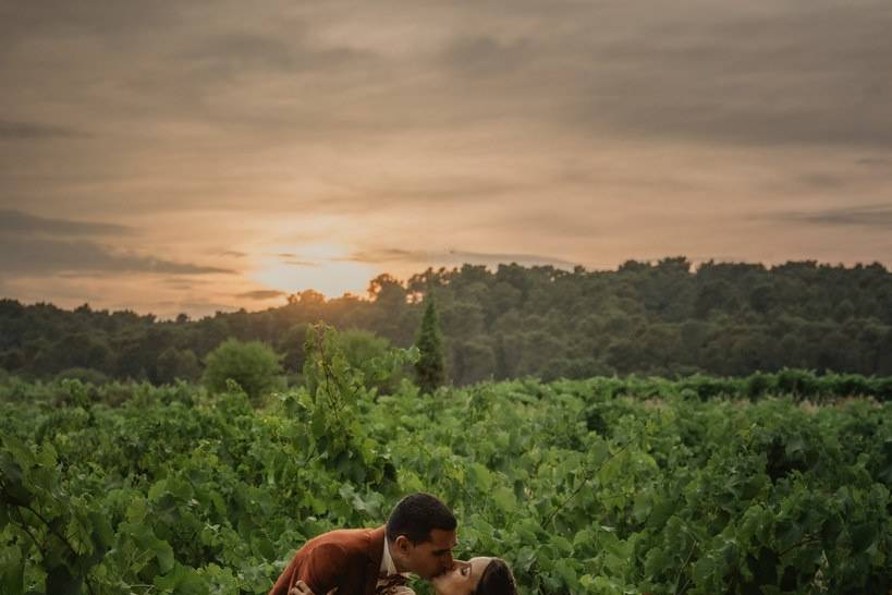 Vignes