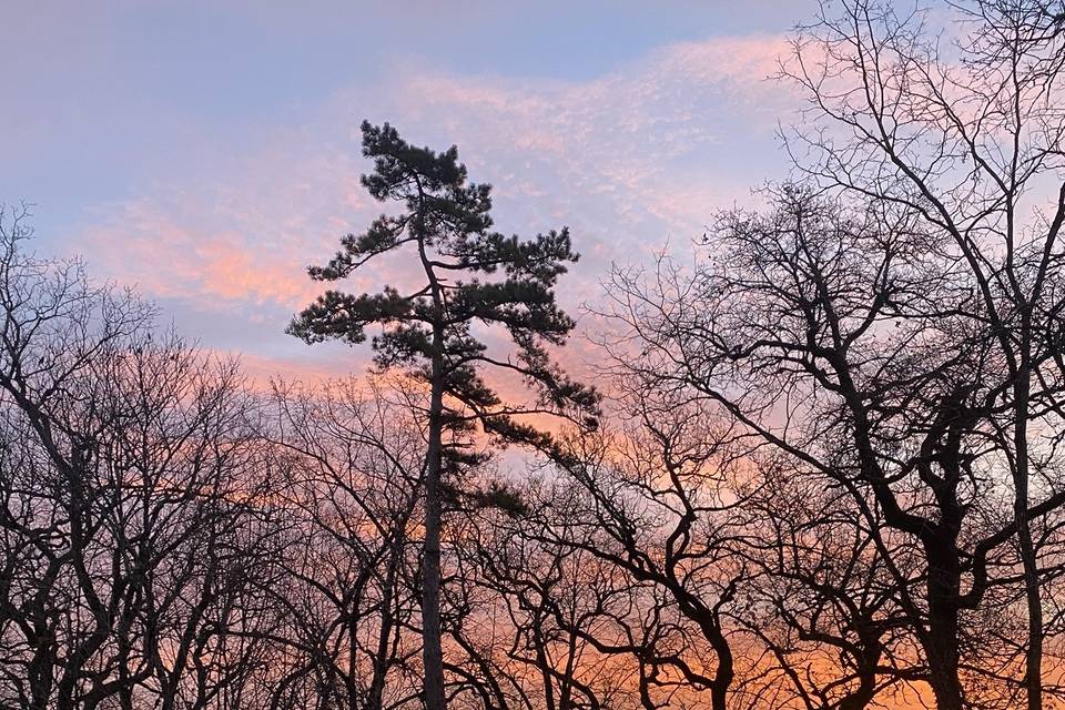 Parc en matin