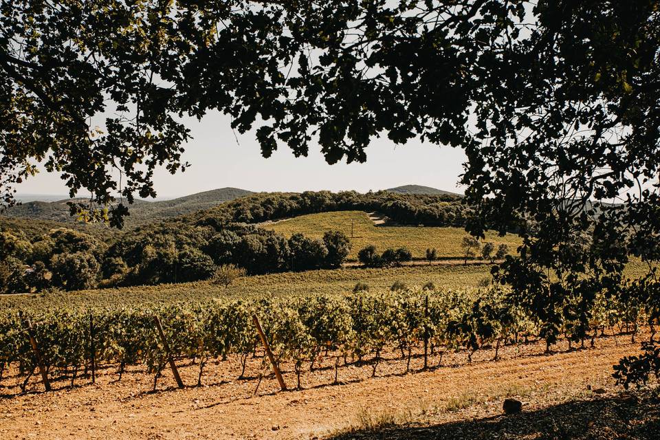 Vignes