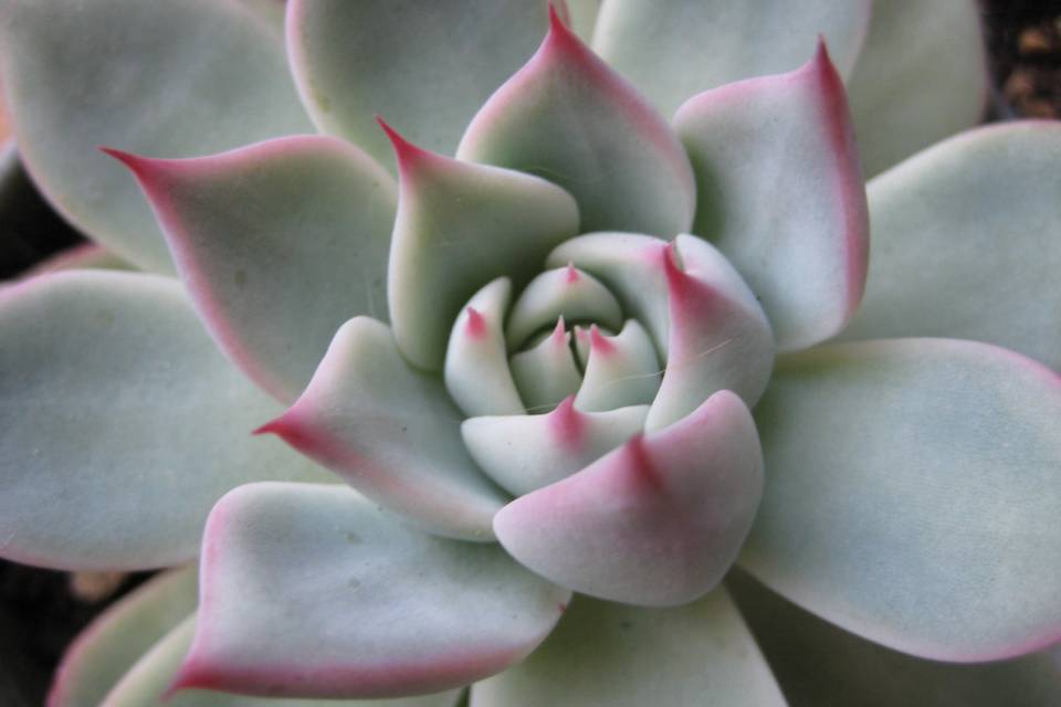 Succulente