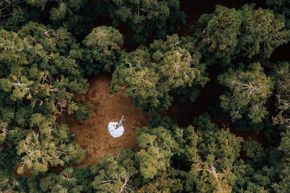 Forêts de bébour