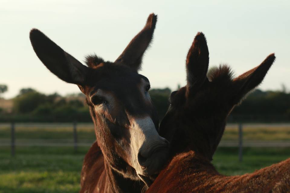 Le pôle du cheval et de l'âne