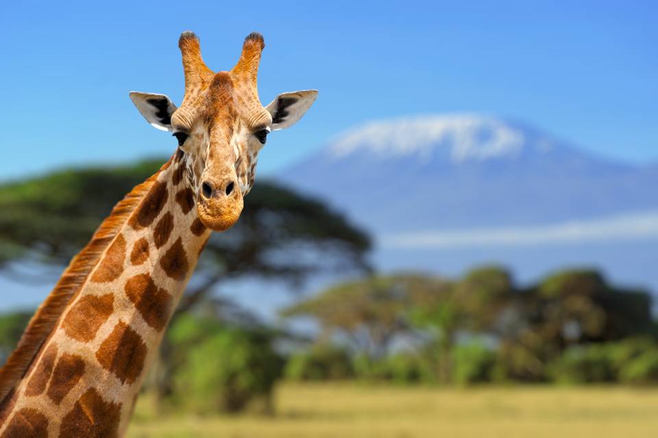 Majestueuse Girafe en Tanzanie