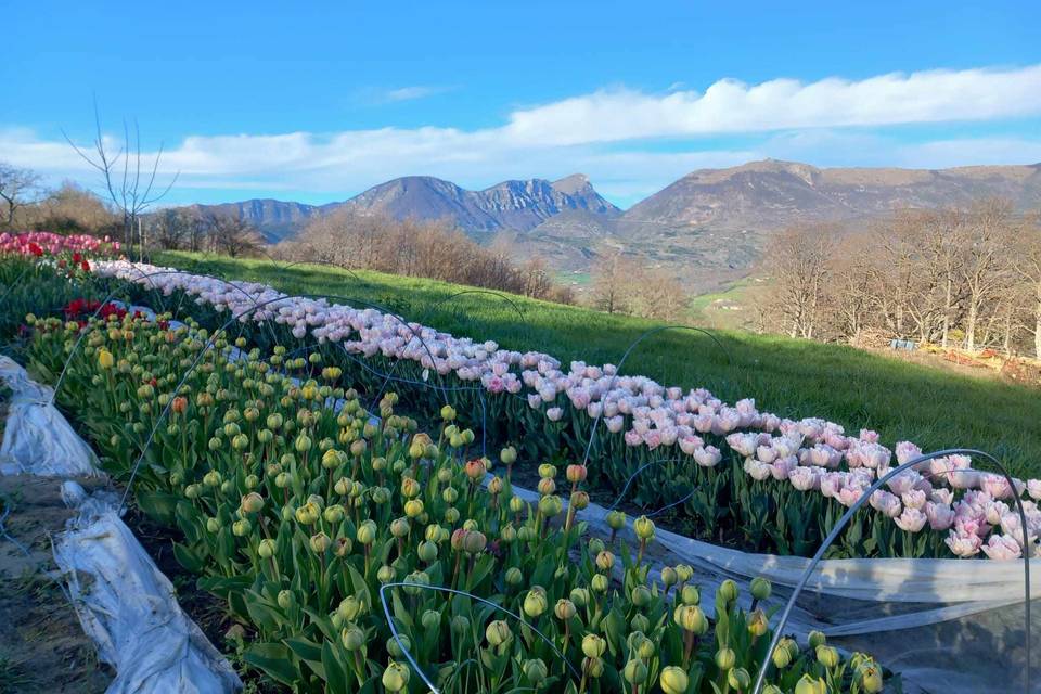 Les tulipes de la ferme