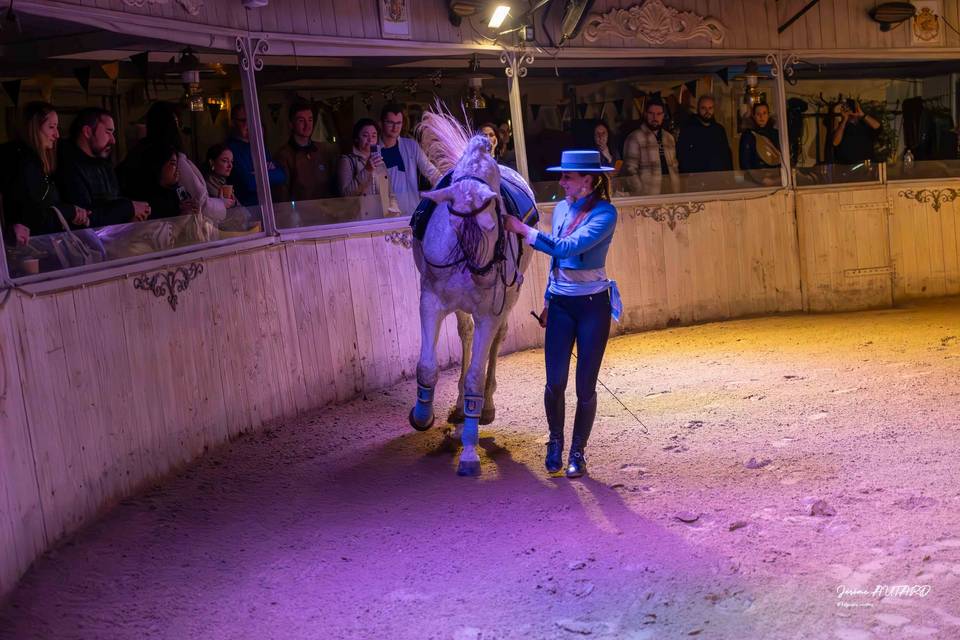 Spectacle équestre