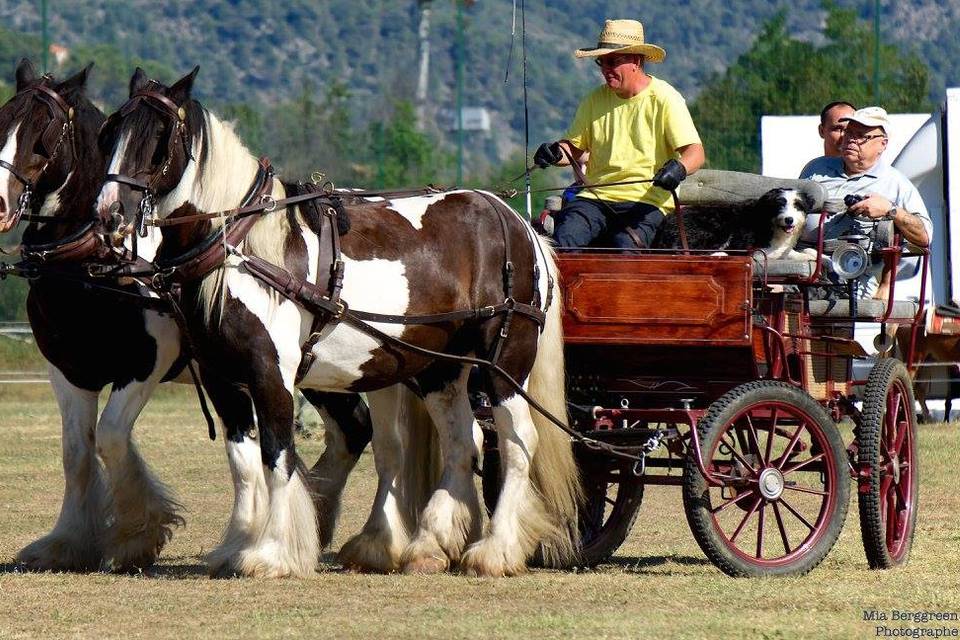 Ferme Equestre La Teulerie