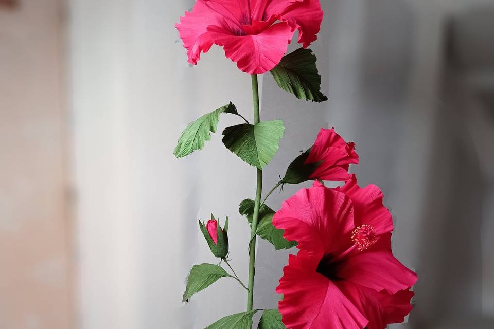 Hibiscus Géant rouge
