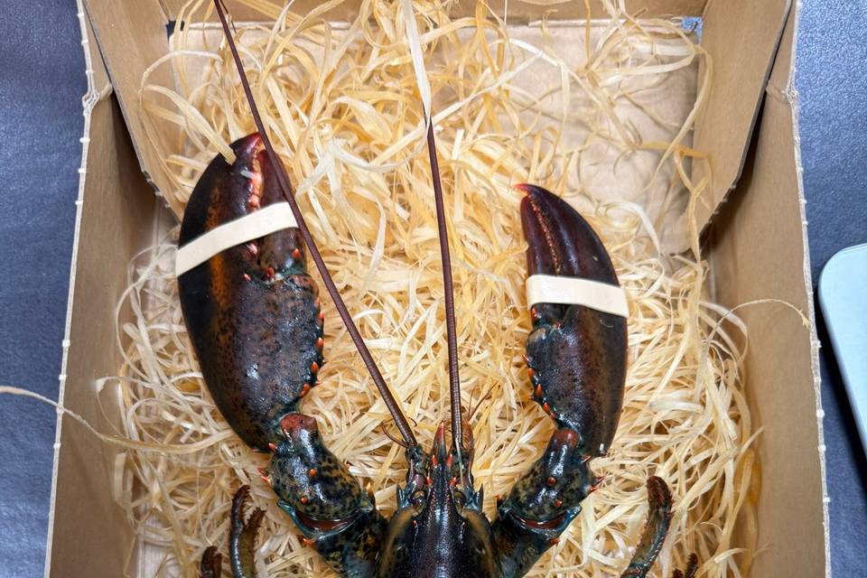 Réception du homard