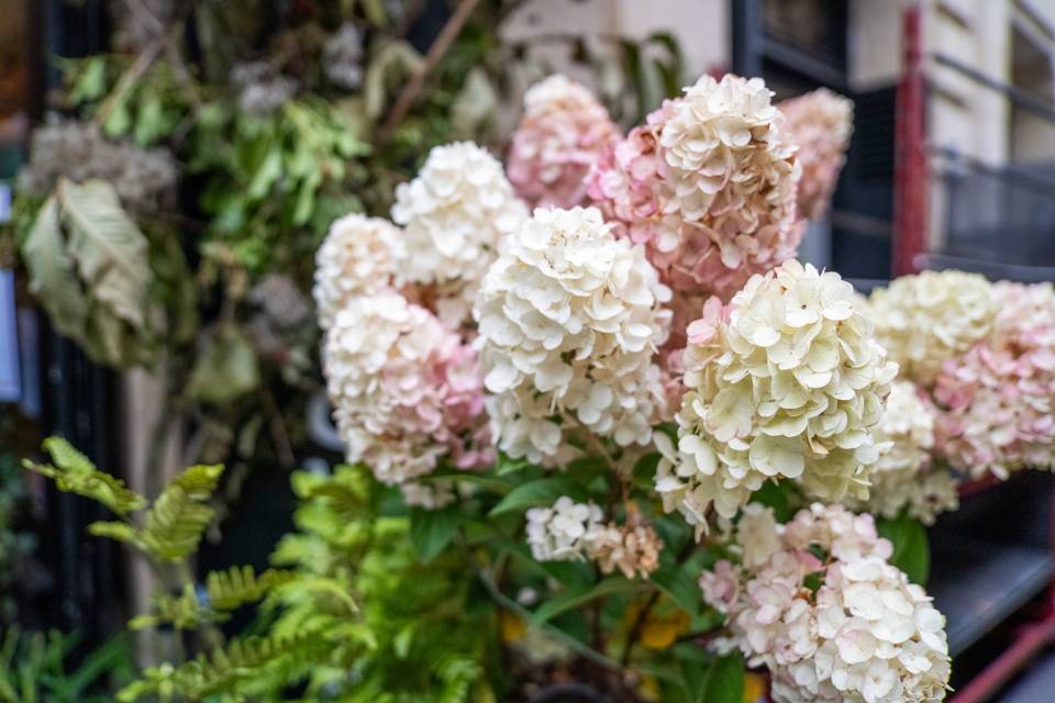 Hortensias Pâles