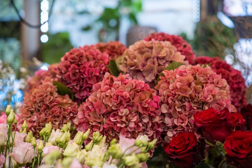 Hortensias Rouges