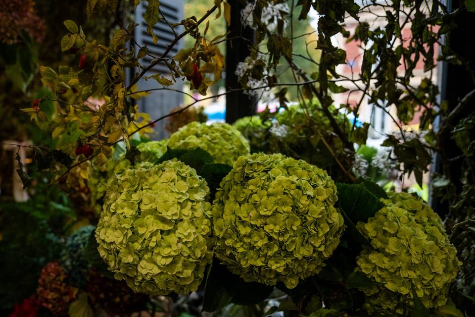 Hortensias verts