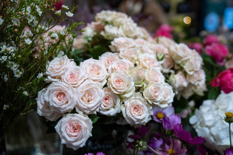 Roses blanches