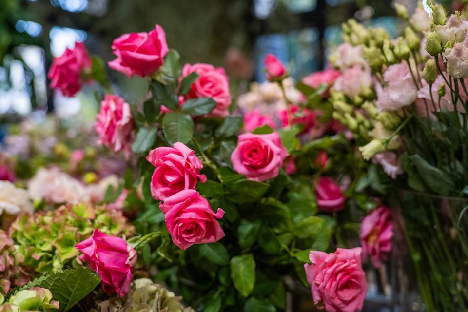 Roses Roses