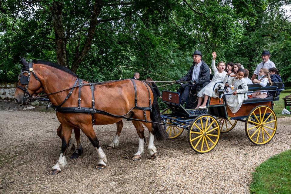 Calèche tours du parc