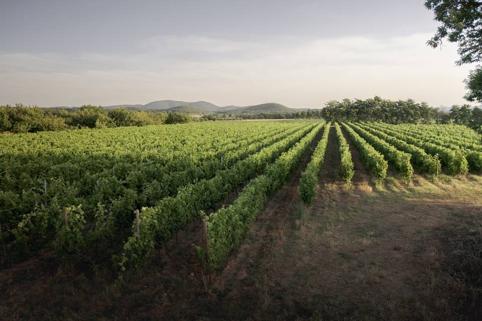 Nos vignes à côté de la Maison