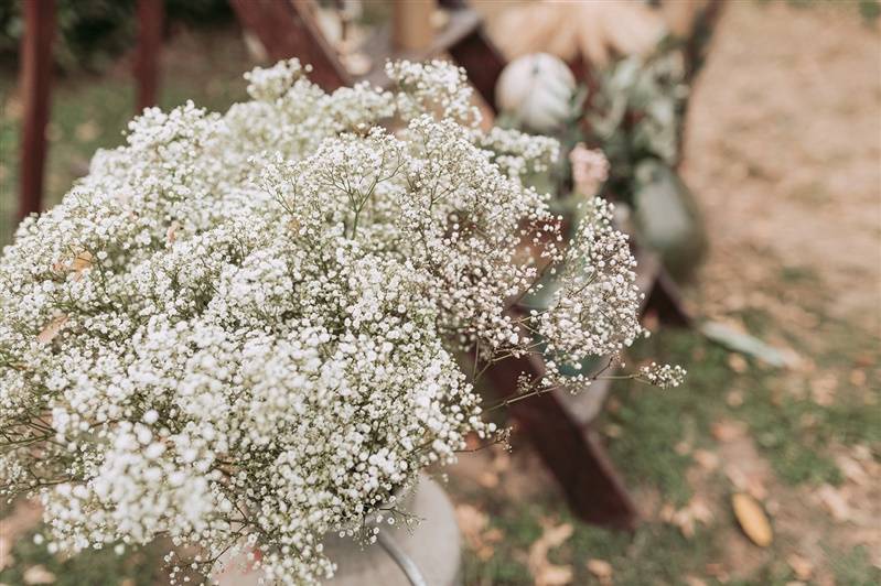 Gypsophile