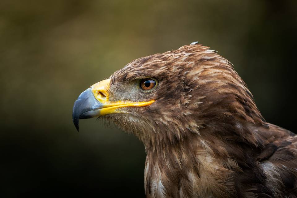Kunaï notre aigle
