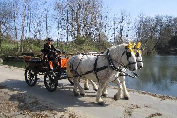 Gardoise d'Attelage