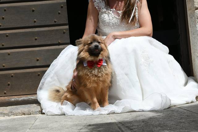 Loyal And Lovely - Wedding Dog Concierge