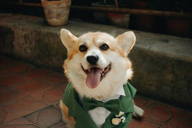 Loyal and Lovely