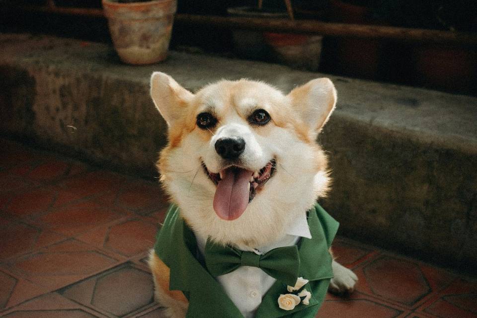 Loyal and Lovely