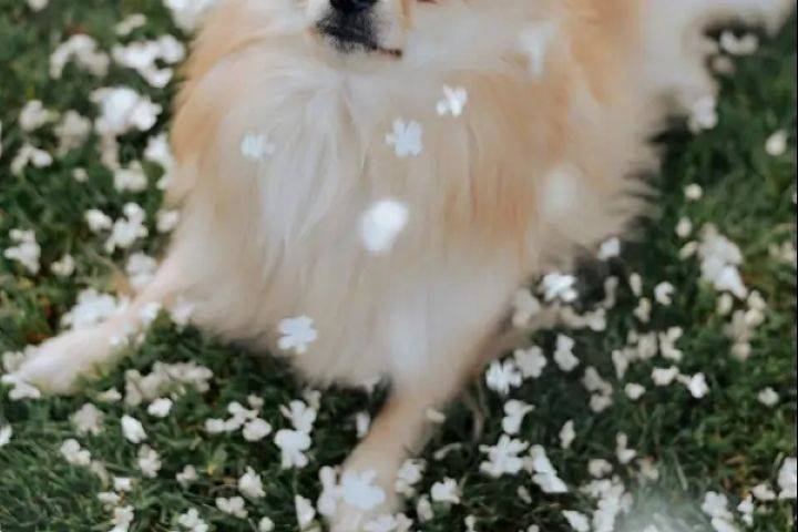 Loyal and Lovely
