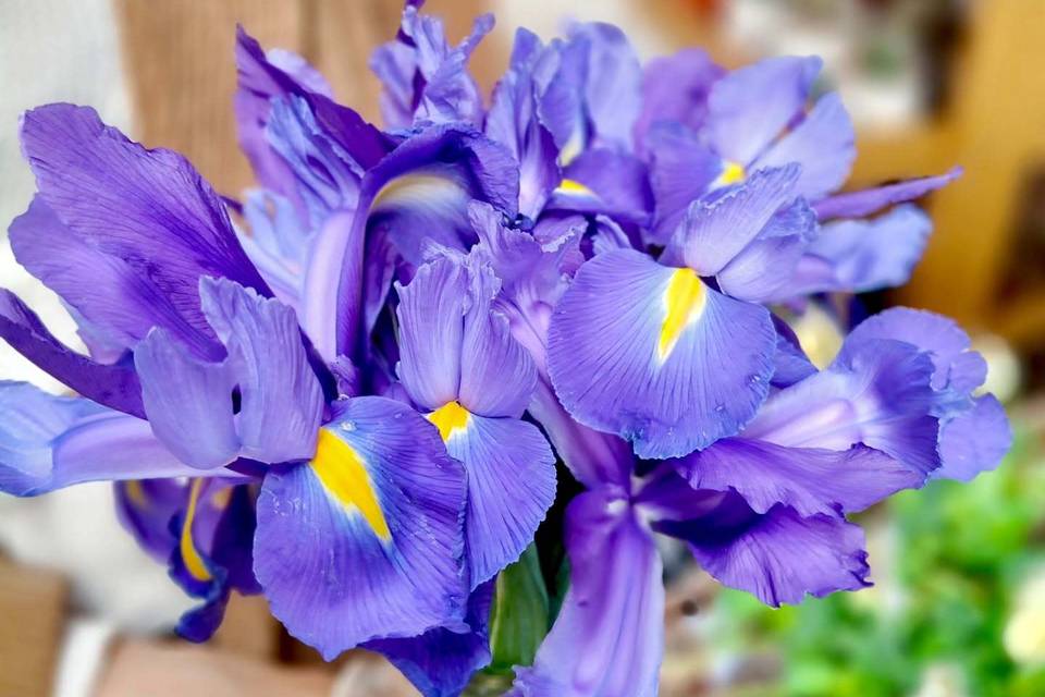 Fleurs