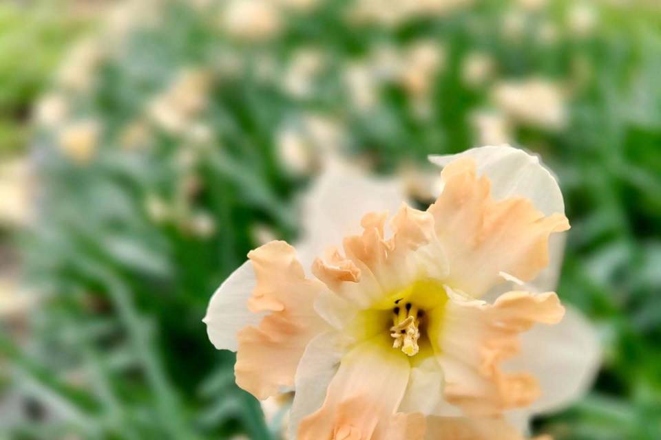 Fleurs