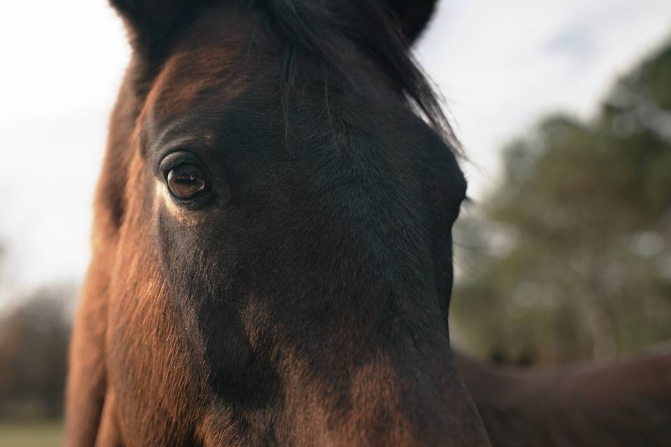 Extérieur jardin cheval