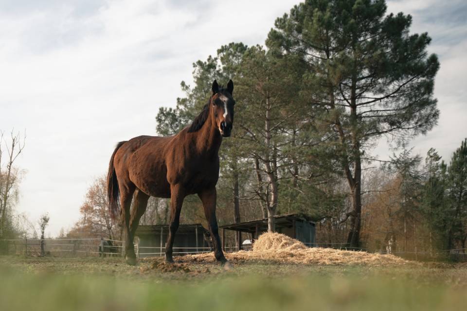 Extérieur jardin cheval