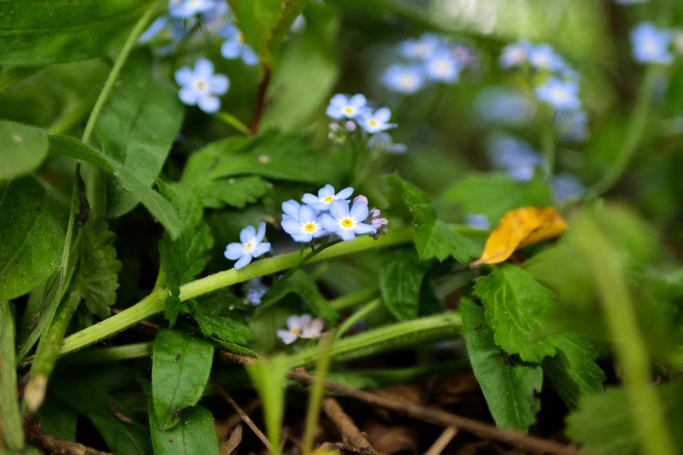 Fleurs