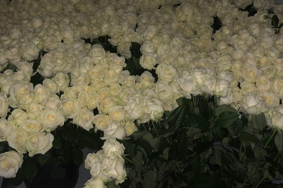 Roses