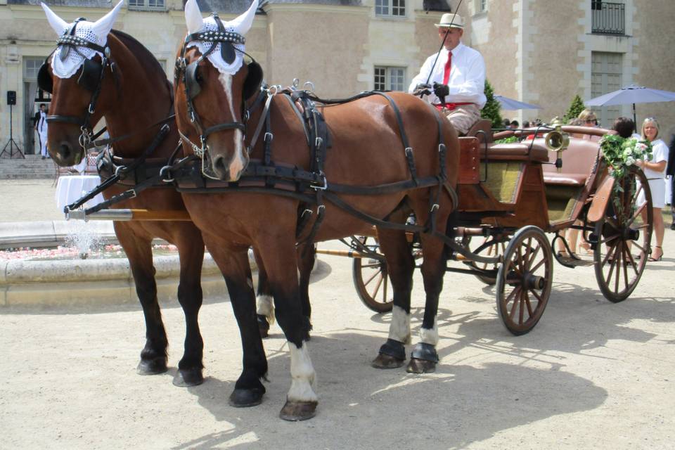 Des chevaux calmes