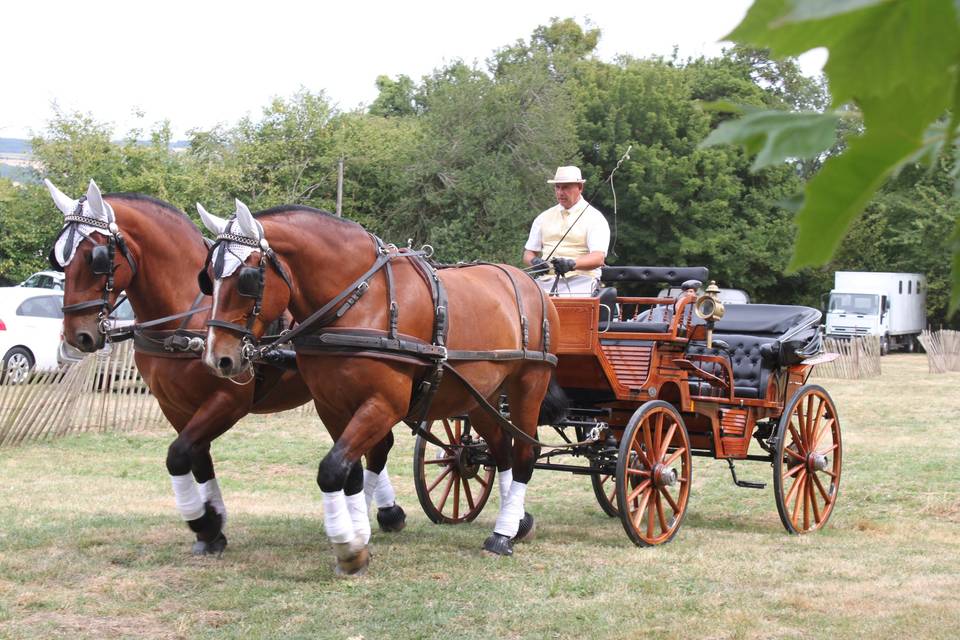 Des chevaux aux ordres en lien