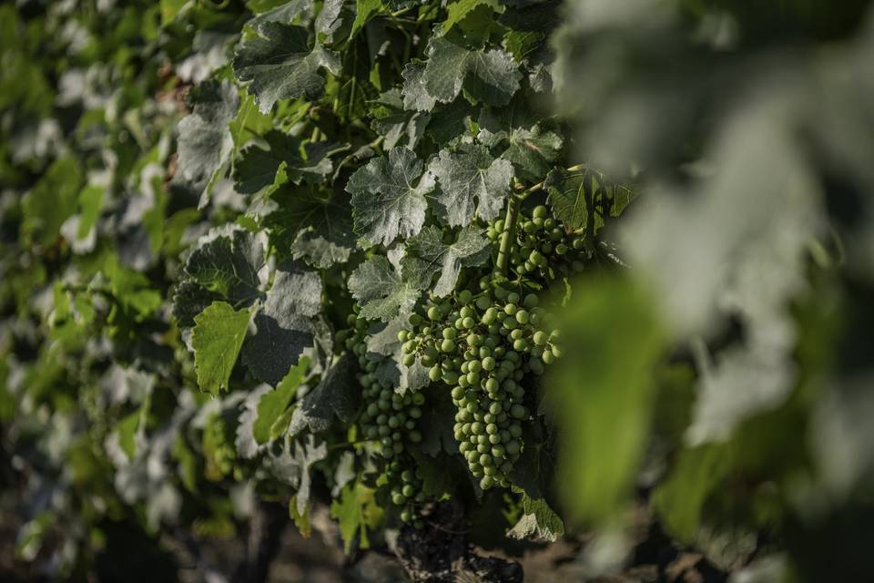 Nos vignes