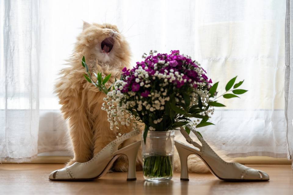 Bouquet et chat